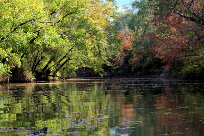 Reflection of trees in lake against sky