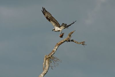 Low angle view of eagle flying against sky