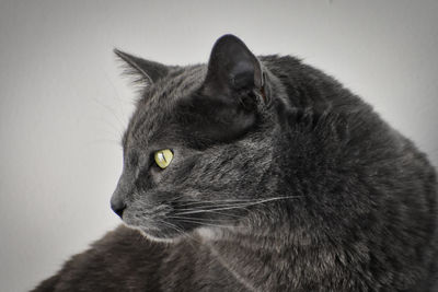 Close-up of a cat looking away