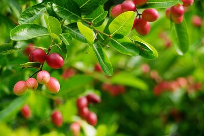 Close-up of red berries growing on tree