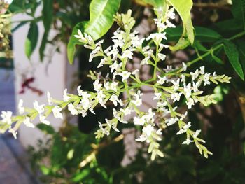 Close-up of flowers on branch