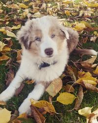 High angle portrait of dog on autumn leaves