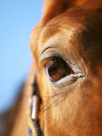 Close-up of horse against sky