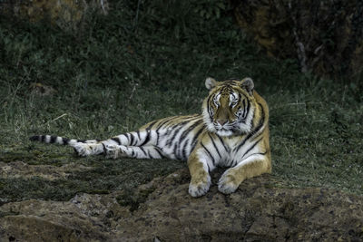 Cat lying on a land