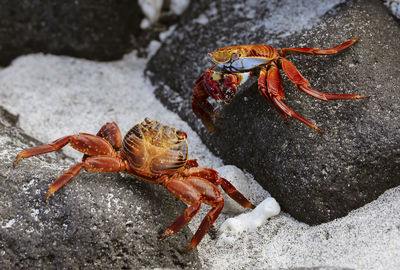 Close-up of crab on rock