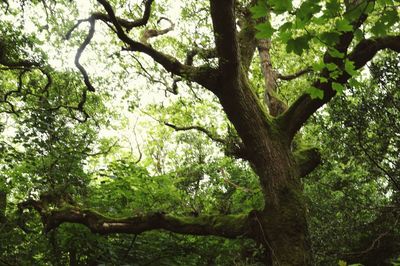 Trees in forest