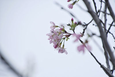 Close-up of cherry blossoms in spring