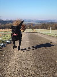 Dog running on road