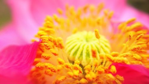 Close-up of pink flower blooming outdoors