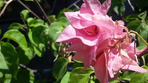 Close-up of pink rose