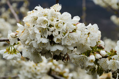 Close-up of white cherry blossom tree