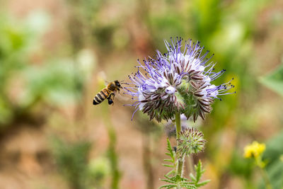 Close-up of bee pollinating on purple flower