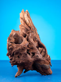 Close-up of seashell