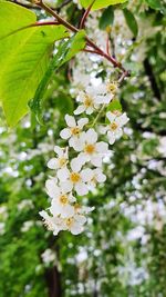 Close-up of white cherry blossoms in spring