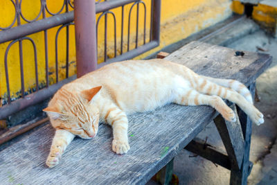 Homeless ginger cat sleeps on a bench