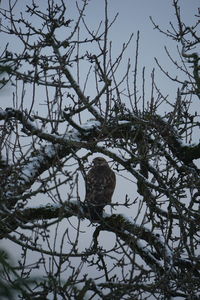 Low angle view of bird perching on tree against sky