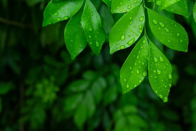 Close-up of raindrops on andaman satinwood's leaves