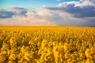 Beautiful view of canola flower field against clouds