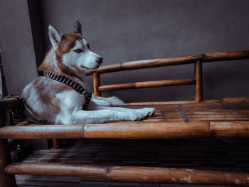 Dog sitting on bench