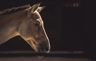 Close-up of horse standing outdoors