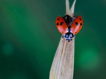 Close-up of ladybug on leaf