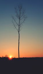 Silhouette tree against clear sky during sunset