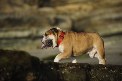 English bulldog walking on rock