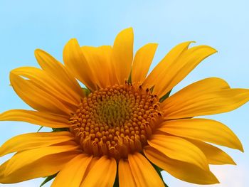 Sunflower on sky