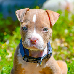 Close-up portrait of a dog