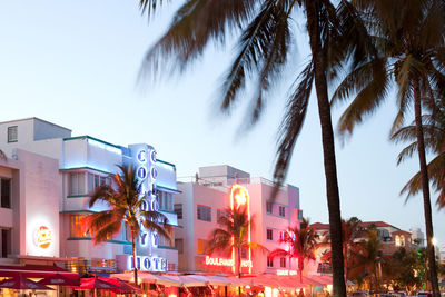 Low angle view of palm trees and buildings at night