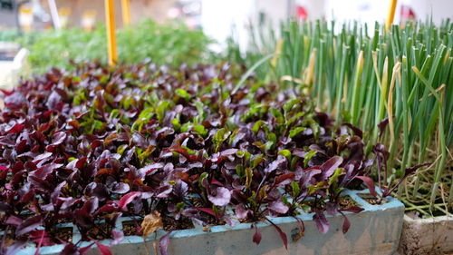 Close-up of plants