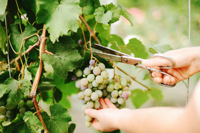 A woman picking bunches of grapes