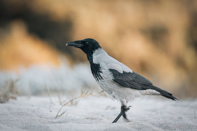 Close-up of bird perching on the beach