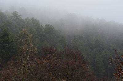 Trees in forest against sky during foggy weather