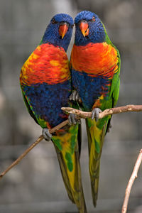 Rainbow lorikeets perching on branch