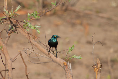 A greater blue eared starling perching on a branch of a tree in hwange national park, zimbabwe.