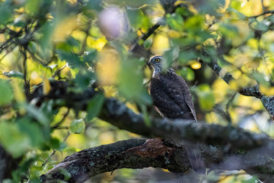 Bird perching on a tree