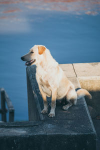 Dog looking away by sea against wall