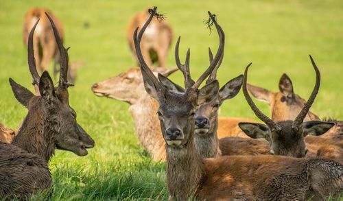 View of deer on field