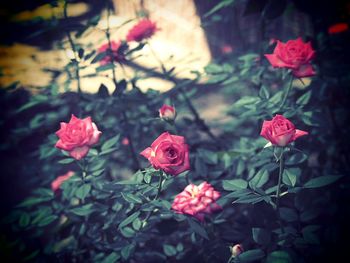 Close-up of red flowers