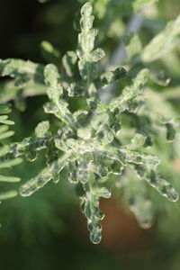 Close-up of snow on plant