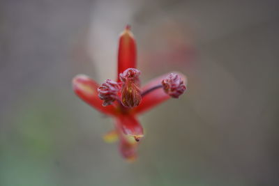 Close-up of red rose flower