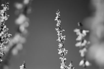 Low angle view of flowering plants against sky