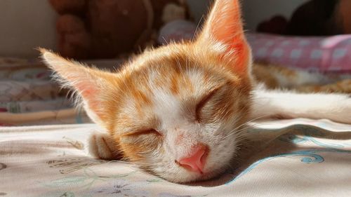 Close-up of cat resting on bed