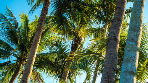 Low angle view of palm trees against sky