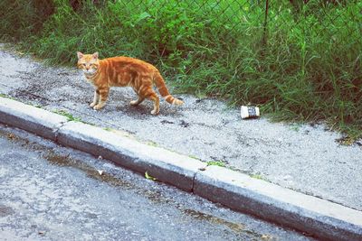 Cat sitting on road by plants