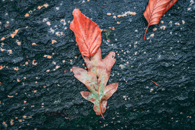 High angle view of maple leaf on autumn leaves