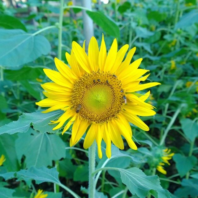 flower, yellow, freshness, petal, flower head, fragility, growth, sunflower, beauty in nature, plant, blooming, leaf, pollen, close-up, focus on foreground, nature, single flower, in bloom, green color, field