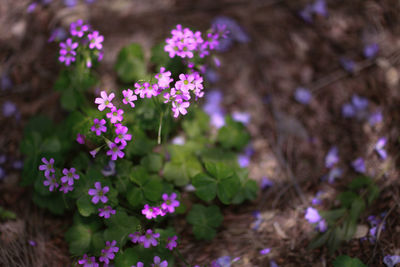 Close-up of flowers blooming outdoors