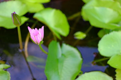 Close-up of lotus water lily in lake